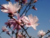 800-magnolia-dsc_0387