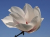800-magnolia-dsc_0425