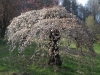 800-sakura-dsc_0551