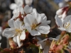 800-sakura-dsc_0556