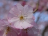 Accolade