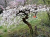 800-sakura-dsc_0574