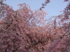800-sakura-dsc_0579