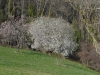 800-sakura-dsc_0584
